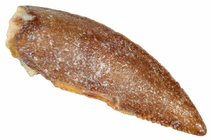 Bargain, Raptor Tooth - Real Dinosaur Tooth #273520